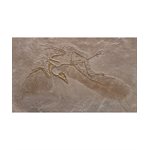 FOSSIL STAMP - ARCHAEOPTERYX