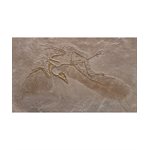 FOSSIL STAMP - ARCHAEOPTERYX